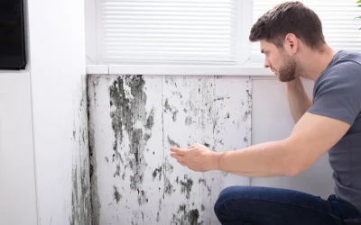 The Benefits of Mold Inspections for Your Home or Business