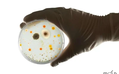 Types of Mold – The Good, The Bad, The Toxic