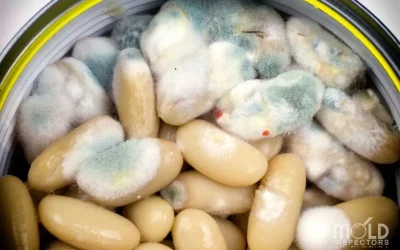Are Mycotoxins Affecting You and Your Pets?