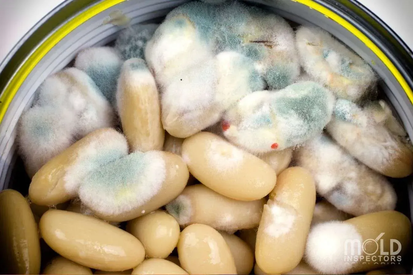 MIOFL-mycotoxins-1920w