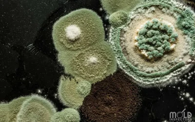 What Is Mold and Is It Affecting You?