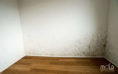 Mistaken Identity: Which Black Mold Is Toxic?
