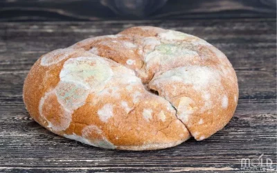 The Colors Of Food Mold