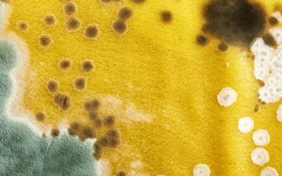 8 Common Types of Mold Found in Homes