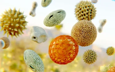 What Type Of Mold Is Affecting You?