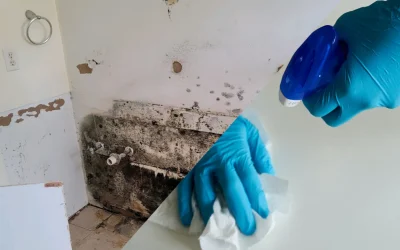 What’s More Hazardous: Mold or Bacteria?