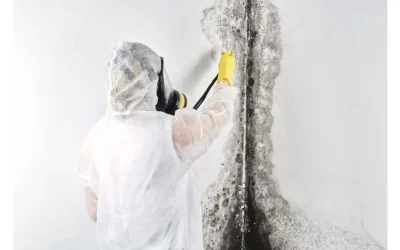 The Importance of Regular Mold Inspections